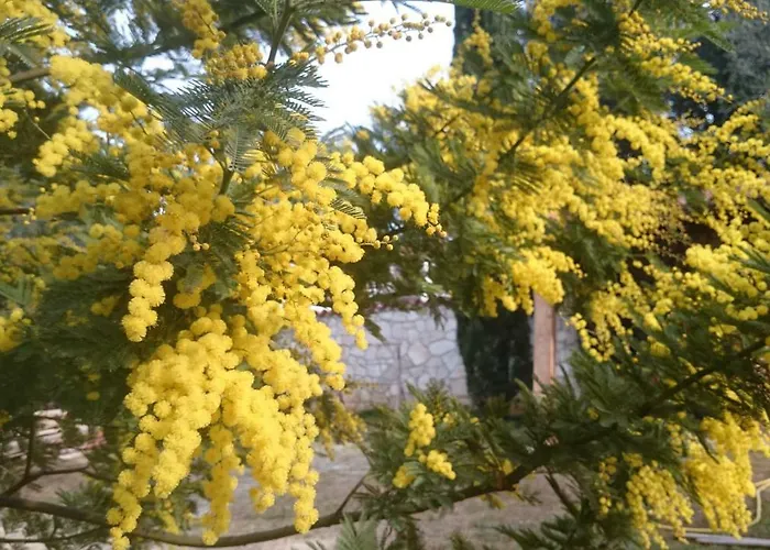 Appartement Dina Pula