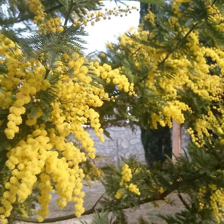 Διαμέρισμα Dina Πούλα